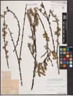 Foto von Salix cinerea L.